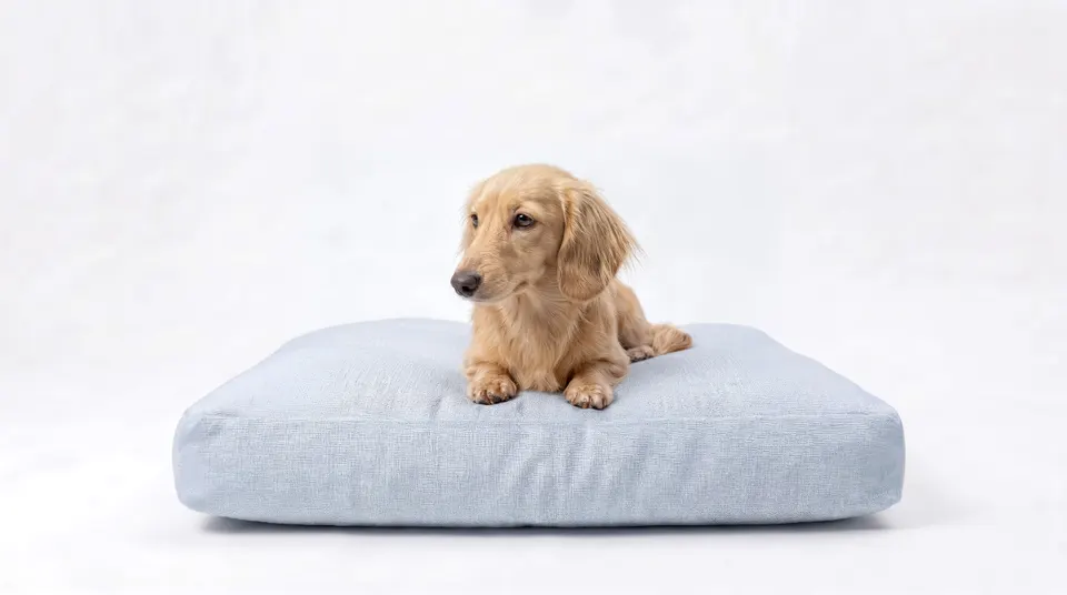 AZ Doxies