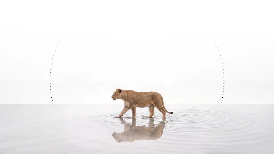 Lioness Claims